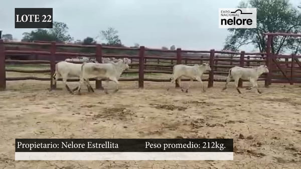 Lote Expo Nacional Terneras - Lote 22