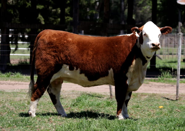 Lote Vaq. PP Preñadas