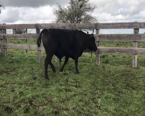 Lote 1 Toros en San José