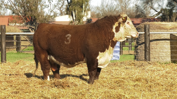 Lote TOROS P. HEREFORD PURO REGISTRADO