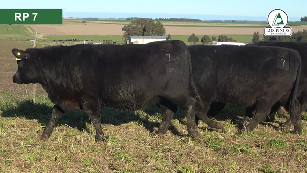 Lote 10 Vaquillonas preñadas ANGUS en Balcarce