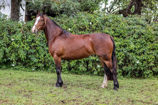 Lote RP 3491 - COÉ JARDINERA