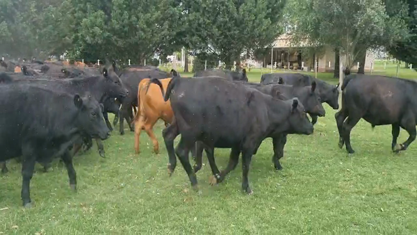 Lote 158 Novillitos en Cañuelas, Buenos Aires