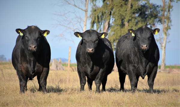 Lote "Cabaña ""Don Felix"" Toros Angus PC"