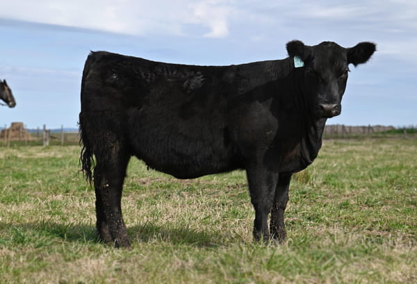 Lote TERNERAS PEDIGREE