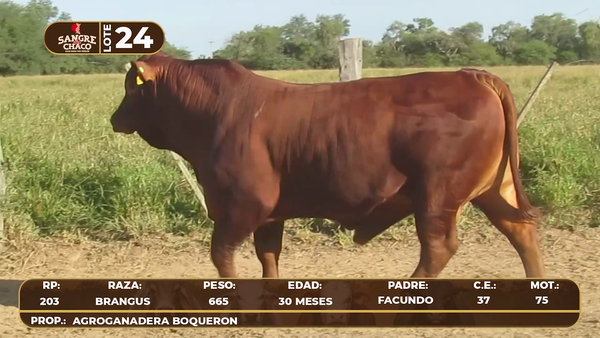 Lote Lote 24
