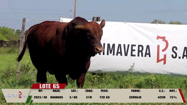 Lote LOTE 65