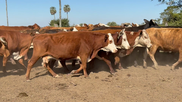 Lote 88 Vacas p/ invernar