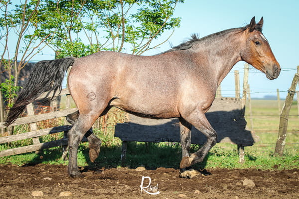 Lote Baraja Del Cencerro