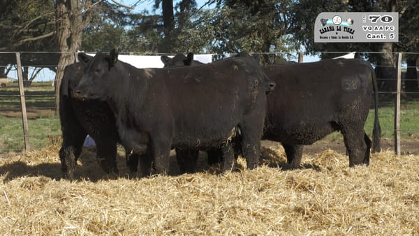 Lote VAQUILLONAS GENERALES PARICION PRIMAVERA