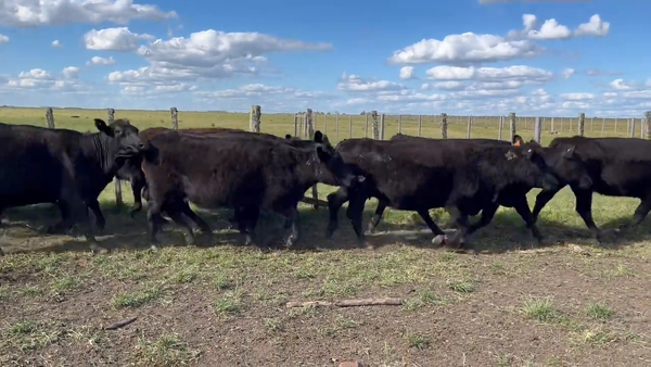 Lote Vacas Preñadas