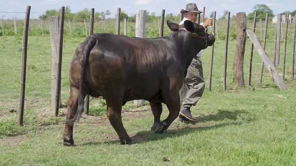Lote VAQUILLA BRANGUS