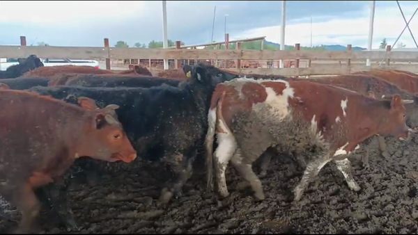 Lote 23 Vaquilla Gorda en Los Ángeles, VIII Región Biobío