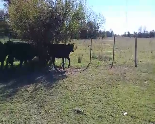 Lote 6 Terneras en Brandsen, Buenos Aires