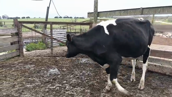 Lote Vaquillonas  460kg - , San José