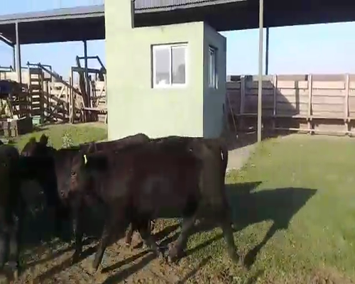 Lote 40 Terneras en Saladillo, Buenos Aires