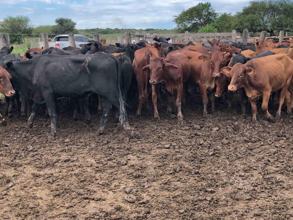 Lote 95 Terneras en Palo Santo, Formosa