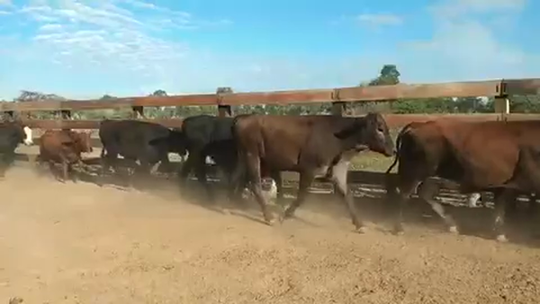 Lote 70 Novillitos en Villa R. Bermejito, Chaco