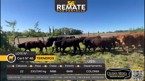 Lote 22 Terneros en La Horqueta, Colonia