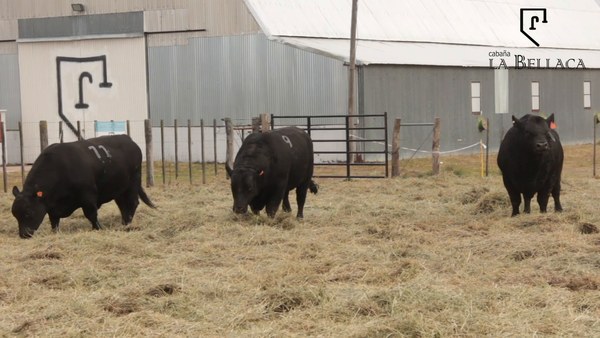 Lote TOROS PUROS CONTROLADOS