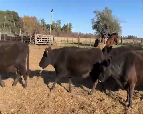 Lote 32 Vacas usadas preñadas en San Andrés de Giles, Buenos Aires