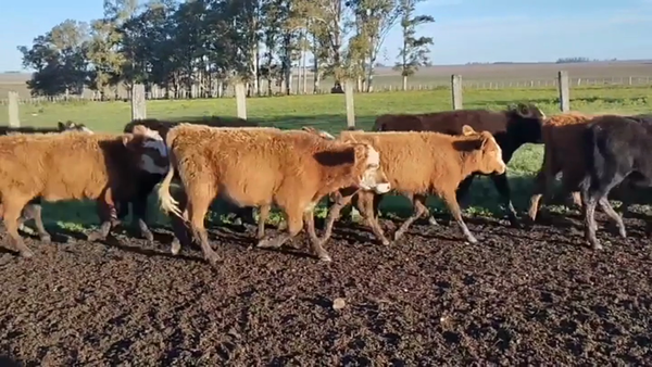 Lote Terneras