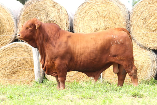 Lote LOTE 15