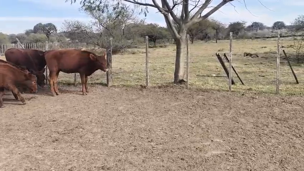 Lote 70 Terneras en Corrientes, Sauce
