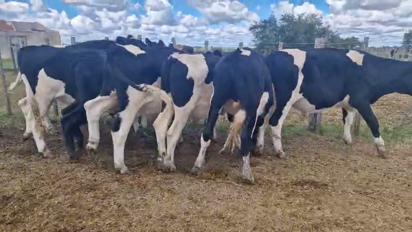 Lote 8 Novillos, San José