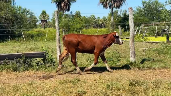 Lote 30 Terneros/as en Chaco, Margarita Belén