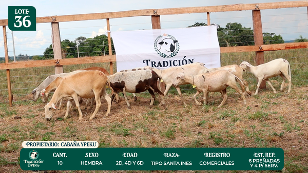 Lote LOTE 36 - POR PANTALLA