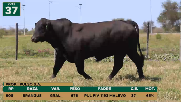 Lote TOROS LOTE 37