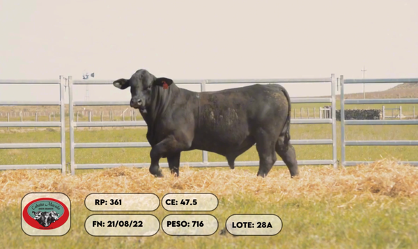 Lote 2 Toros, Artigas