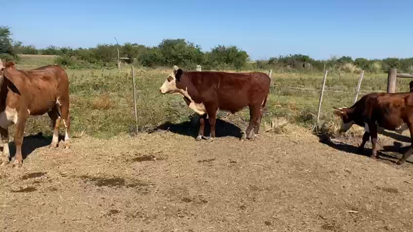 Lote 45 Novillitos en Esquina, Corrientes