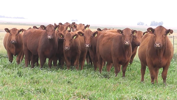 Lote VAQ.  ANGUS COLORADAS  P. CONTROLADAS C/GTÍA DE PREÑEZ