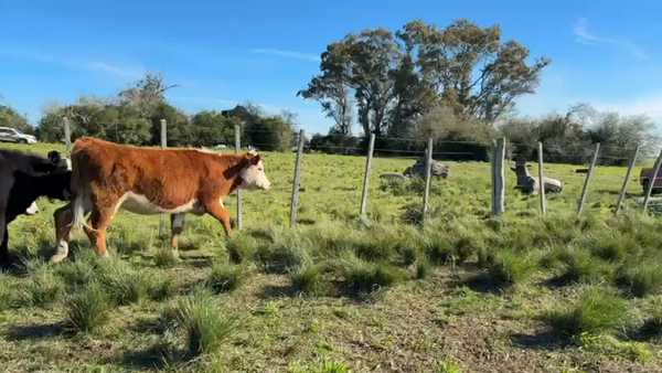 Lote TERNERAS