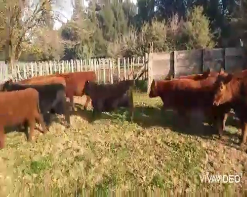 Lote 25 Terneros/as en Brandsen, Buenos Aires