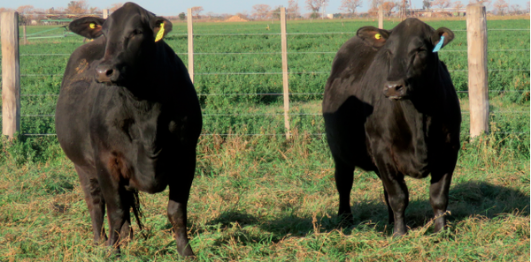 Lote Vaquillonas Brangus -  Don Pedro