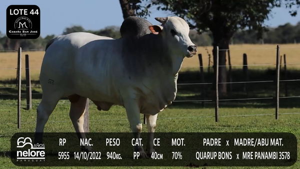 Lote LOTE 44