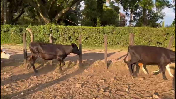 Lote VAQUILLONAS 1-2