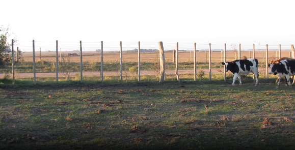 Lote 18 Terneros en Colonia