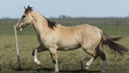 Lote CASTRADOS MONTADOS CRIOLLOS PUROS DE PEDIGREE(CORRAL D)