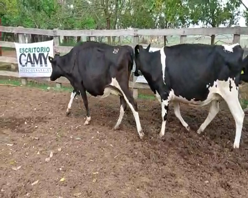 Lote 4 Vaca HOLANDO 500kg - , San José