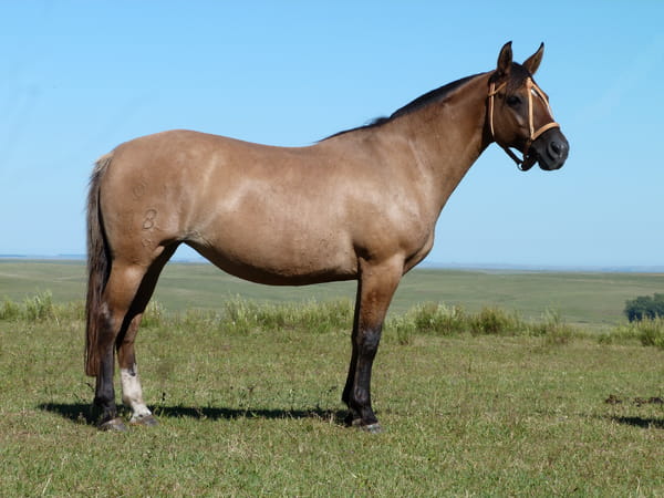 Lote Percanta Salpay