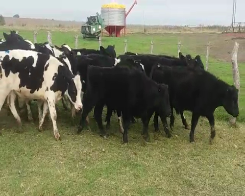 Lote Novillos