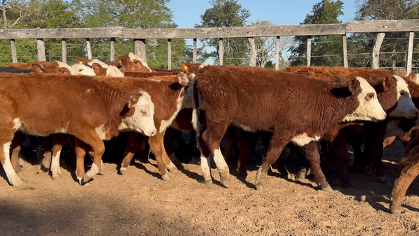 Lote 90 Terneras