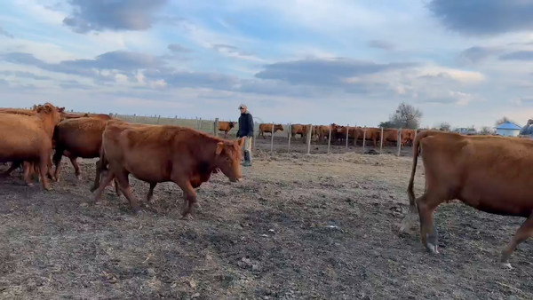 Lote 150 Vacas nuevas C/ gtia de preñez