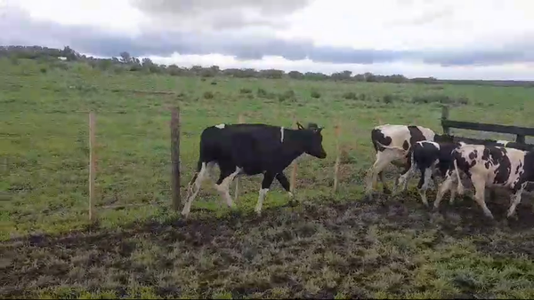 Lote (Vendido)6 Novillos Holando HOLANDO 265kg -  en CONCHILLAS