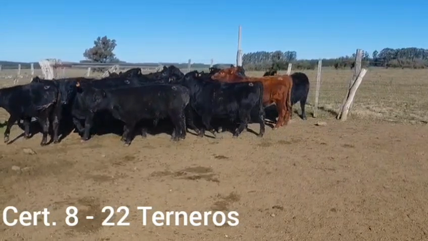 Lote TERNEROS