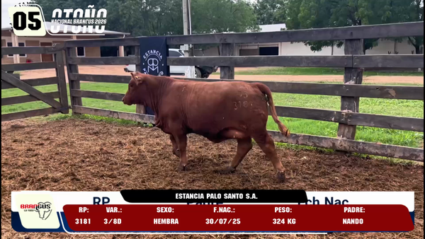 Lote LOTE 5 -DE JUNIOR